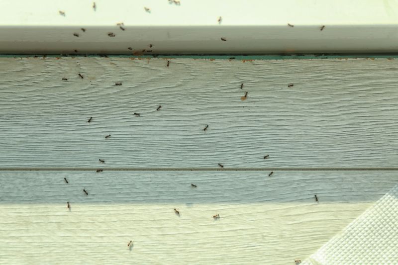 Ant Control Service in Frisco, TX
