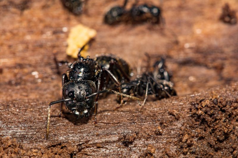 Black Ant Extermination in Katy, TX