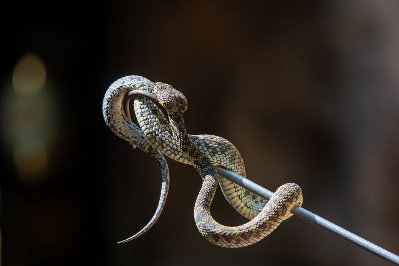 Expert Snake Removal detail