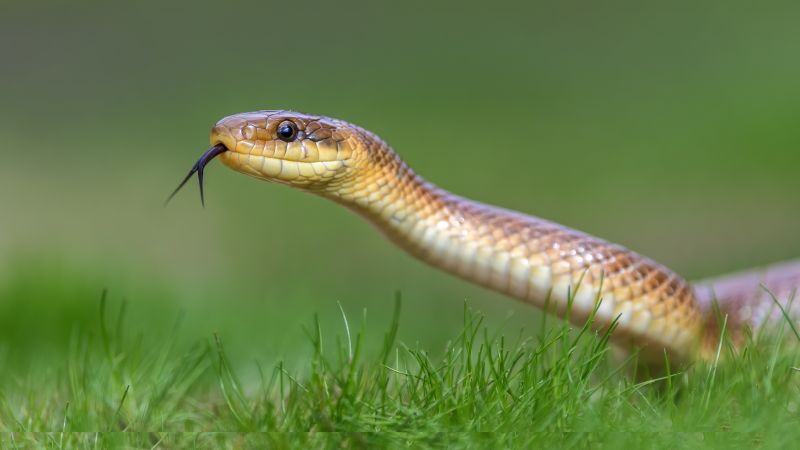 Expert Snake Removal detail