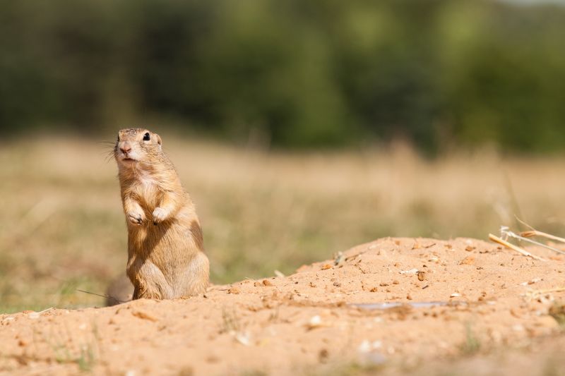 Gopher Extermination Service