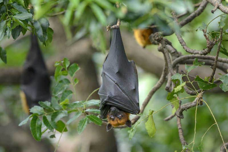 Seasonal Wildlife Problems For Homeowners