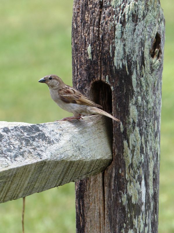 Seasonal Wildlife Problems For Homeowners