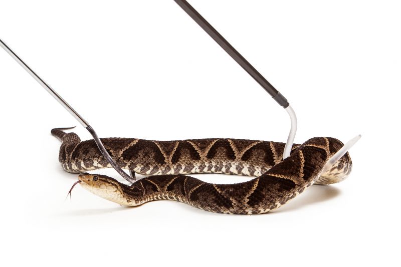 Signs Your Commercial Property Has A Snake Issue