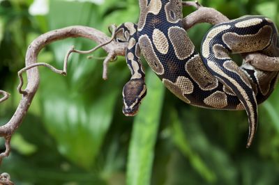 Preventing Snake Infestations