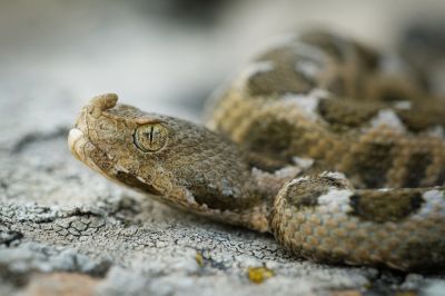Safety from Venomous Snakes
